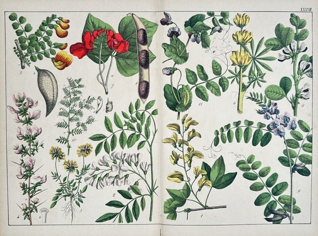 Jacob Sturm (1771–1848), after – Botanical Illustrations (Plate LXXVII) (1 of 2)