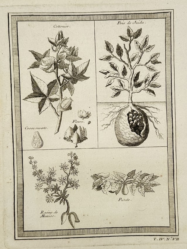 Quentin-Pierre Chedel – Botanical Study of Cotton, Potatoes, and Other Plants: This copperplate engraving displays a scientific study of several plants including Cotton and Potatoes, showing the root systems and foliage of each specimen. The illustration was created for the Hist