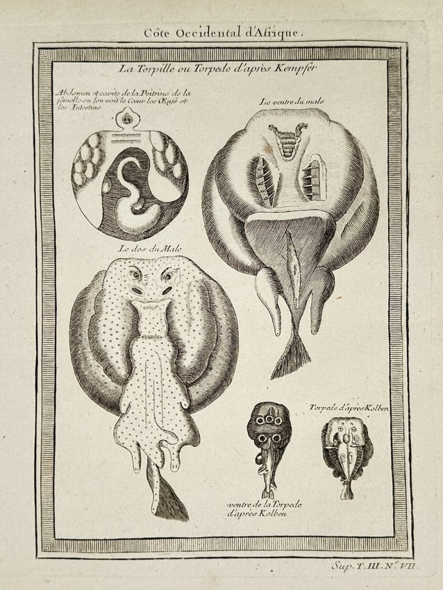 Pierre Quentin Chedel (1705–1762) - Anatomy of the Torpedo Ray (West Coast) (1 of 2)