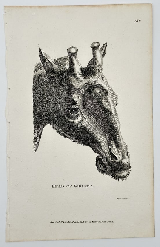 George Shaw (1751–1813) – Head of Giraffe – Engraving (1801): This zoological illustration presents a detailed study of the head of a giraffe, focusing on its unique cranial features. The print captures the large, expressive eye, the textured coat, and the chara