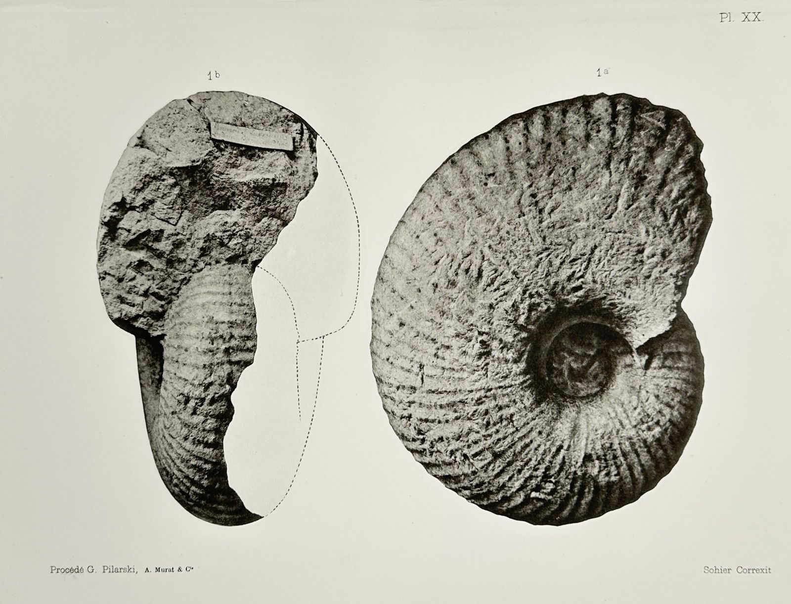 Albert de Grossouvre (1849-1932) – View of Ammonite Fossils – Lithograph (1894): "Ammonites" displays detailed fossil specimens of ammonites from different angles. This illustration is a scientific plate from a geological study on the Cretaceous period in France. Albert de Grossou
