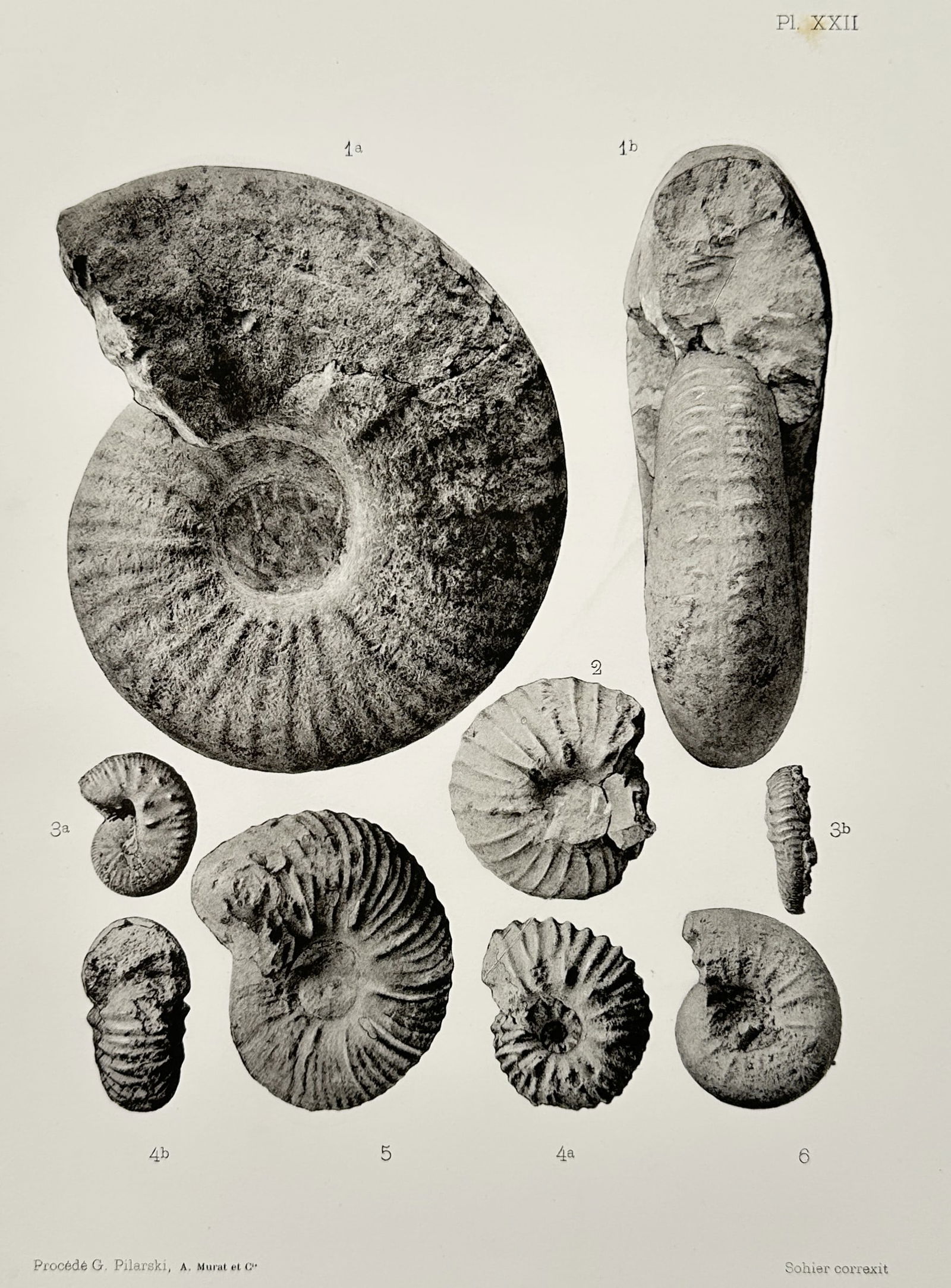 Albert de Grossouvre (1849-1932) – View of Ammonite fossils - Phototype (1894) (1 of 2)