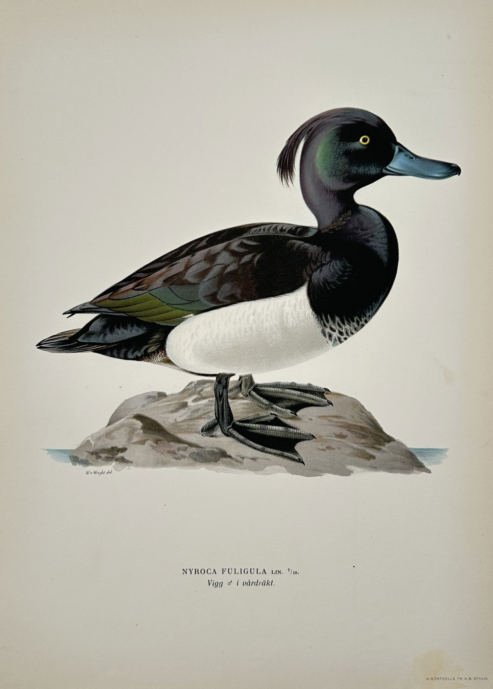 Magnus von Wright (1805–1868) – Portrait of a Tufted Duck – Lithograph (1920s) (1 of 2)
