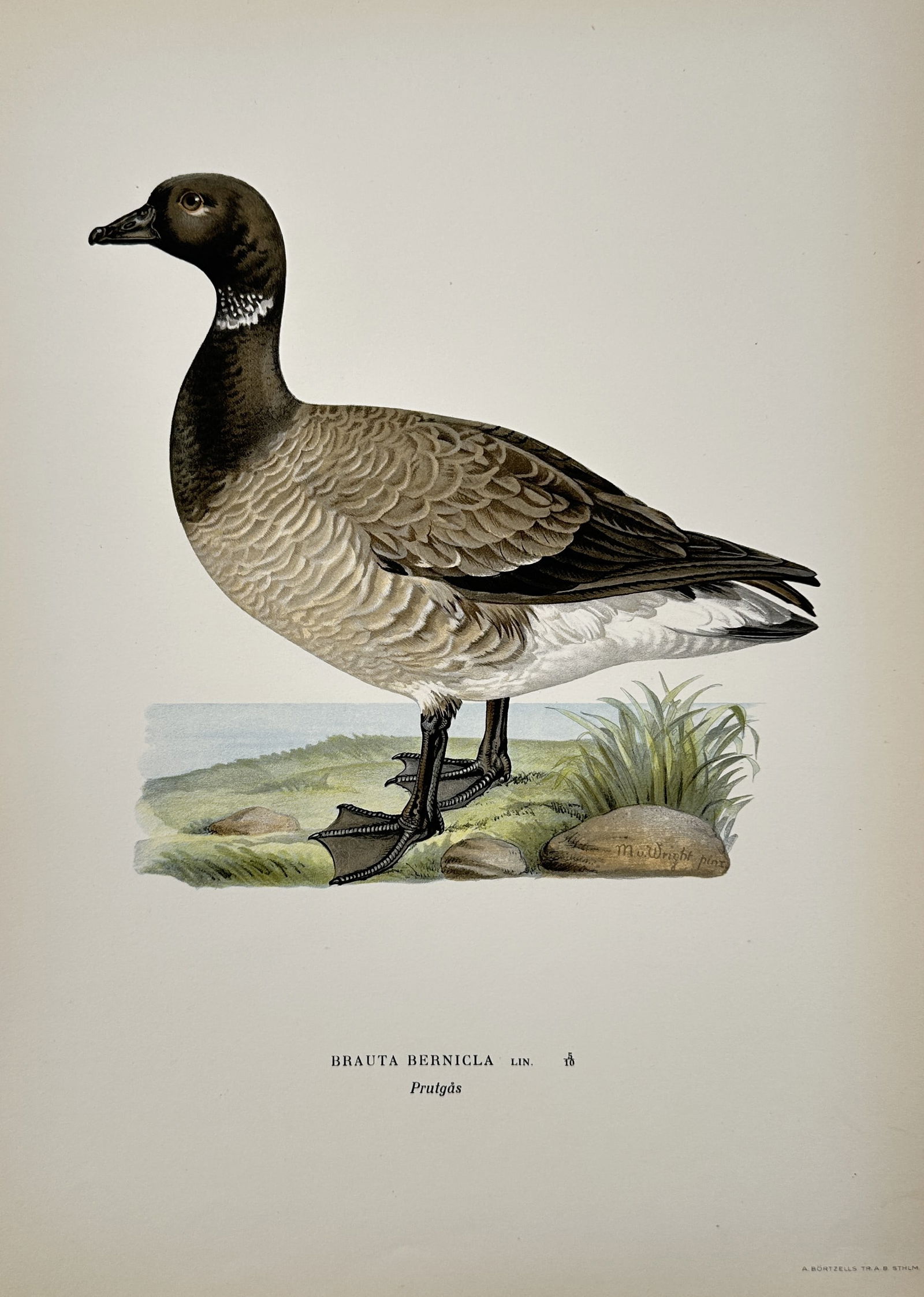 Magnus von Wright (1805–1868) – Portrait of a Brent Goose – Lithograph (20th Century): "BRAUTA BERNIGLA LIN." displays an ornithological study of a brent goose. This work is a 20th-century lithographic print based on the original paintings by the Finnish artist and naturalist Magnus von