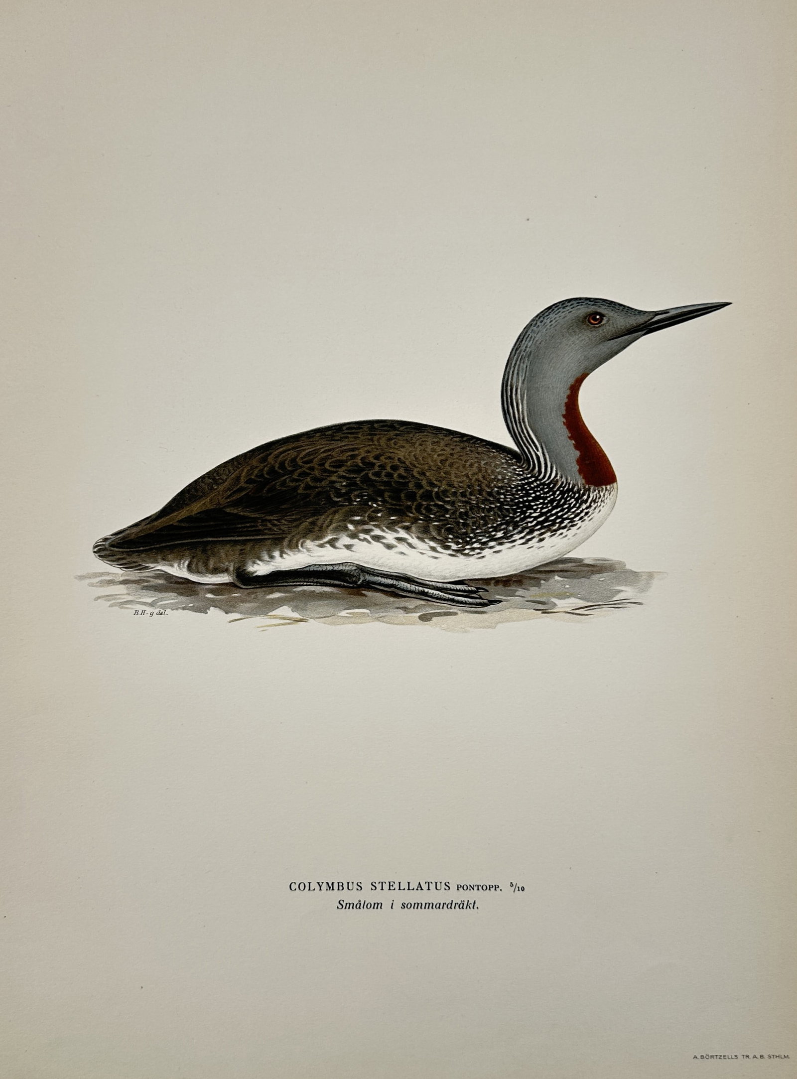 Magnus von Wright (1805-1868) – Portrait of a Red-throated Loon – Lithograph (1920s): "Colymbus stellatus Pontopp." displays a red-throated loon in summer plumage. The work is a lithograph from a series documenting Nordic bird species. It was printed by A. Bortzells in Stockholm. Magnu