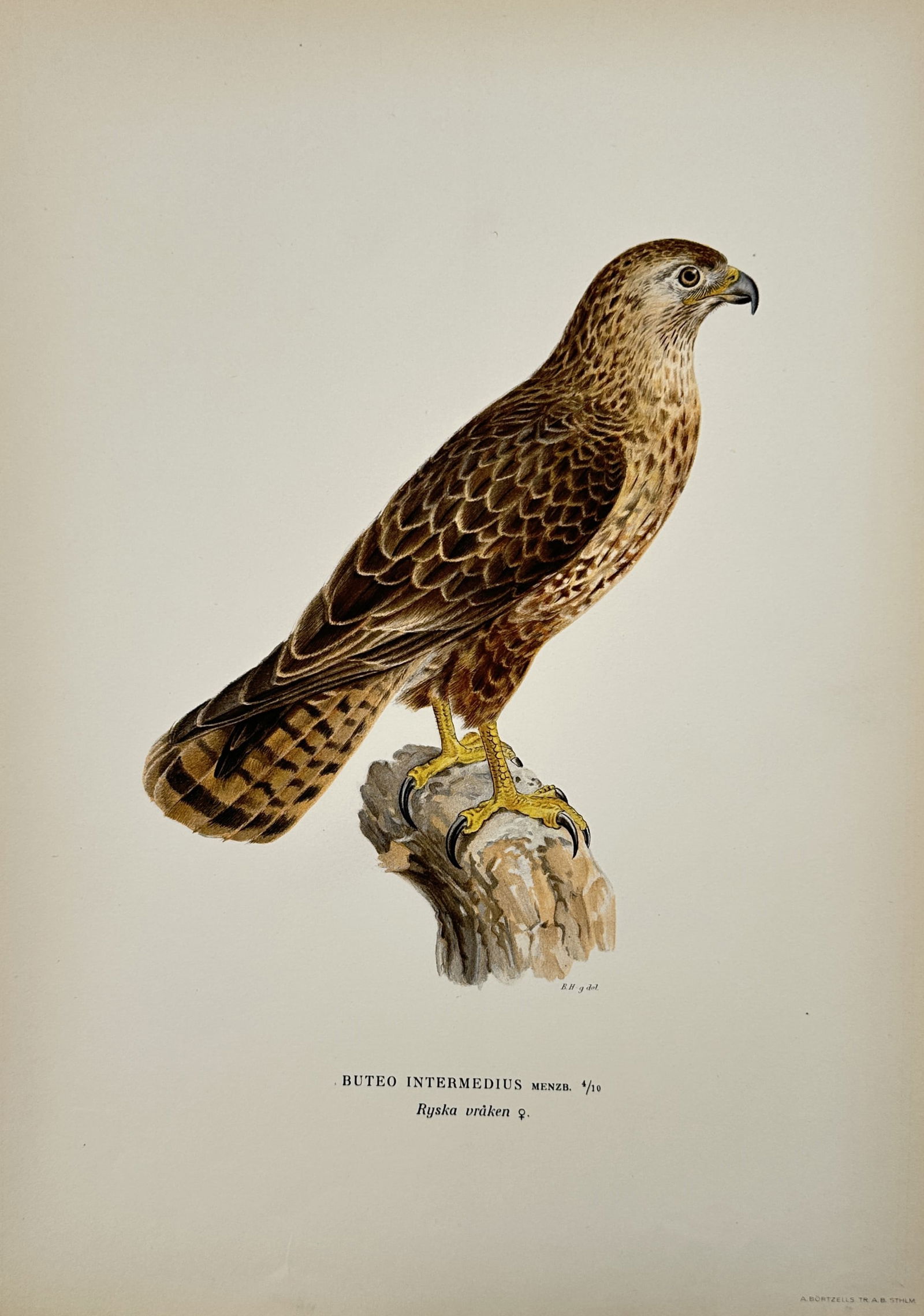 Magnus von Wright (1805-1868) – Portrait of a Common Buzzard – Lithograph (1920s) (1 of 2)