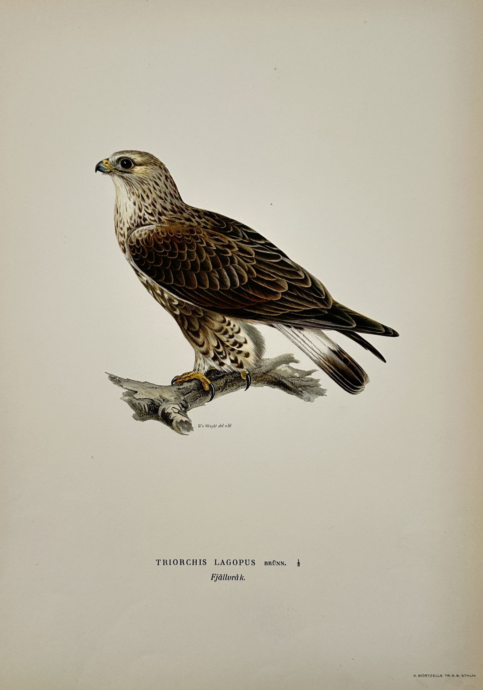 Magnus von Wright (1805-1868) – Portrait of a Rough-legged Buzzard – Lithograph (1920s) (1 of 2)