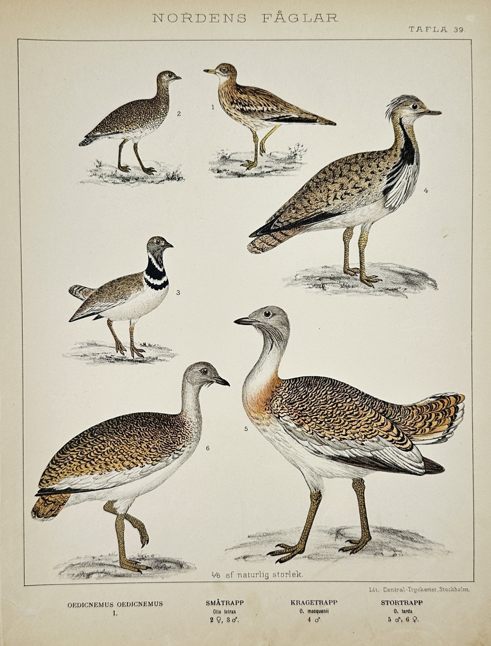 Carl Jakob Sundevall (1801-1875) – Studies of Bustards – Lithograph (1886): Nordens Faglar, Tafla 39, portrays various species of bustards found in the Nordic region. This work was published in Stockholm by Central-Tryckeriet. Carl Jakob Sundevall was a Swedish zoologist and 