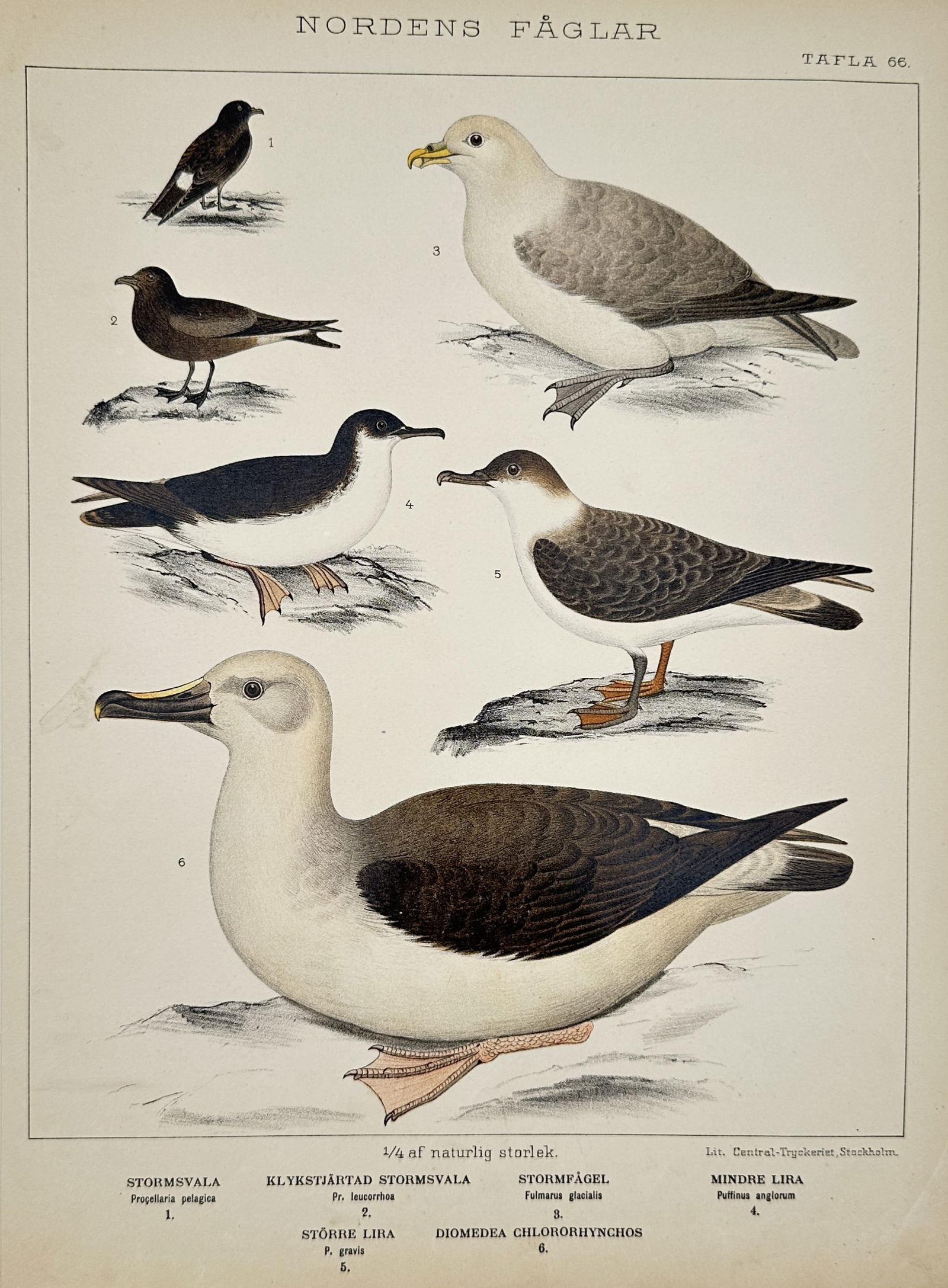 Carl Jakob Sundevall (1801-1875) – View of various seabirds – Lithograph (1886) (1 of 2)