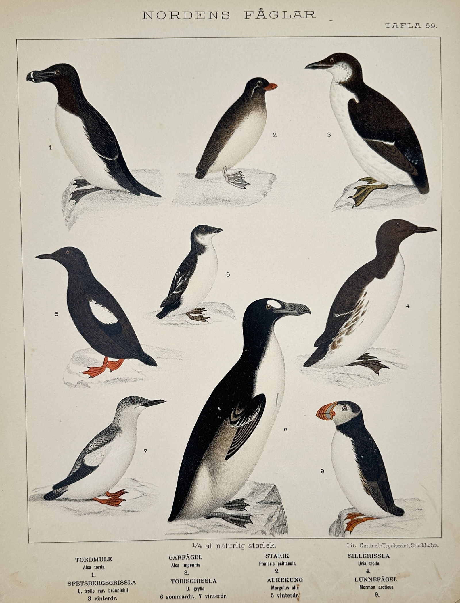 Carl Jakob Sundevall (1801-1875) – Studies of auk and guillemot species – Lithograph (1886): Nordens Faglar illustrates various auk and guillemot species, including the Atlantic puffin and common murre, rendered in detailed plumage studies. This print originated from the ornithological work p