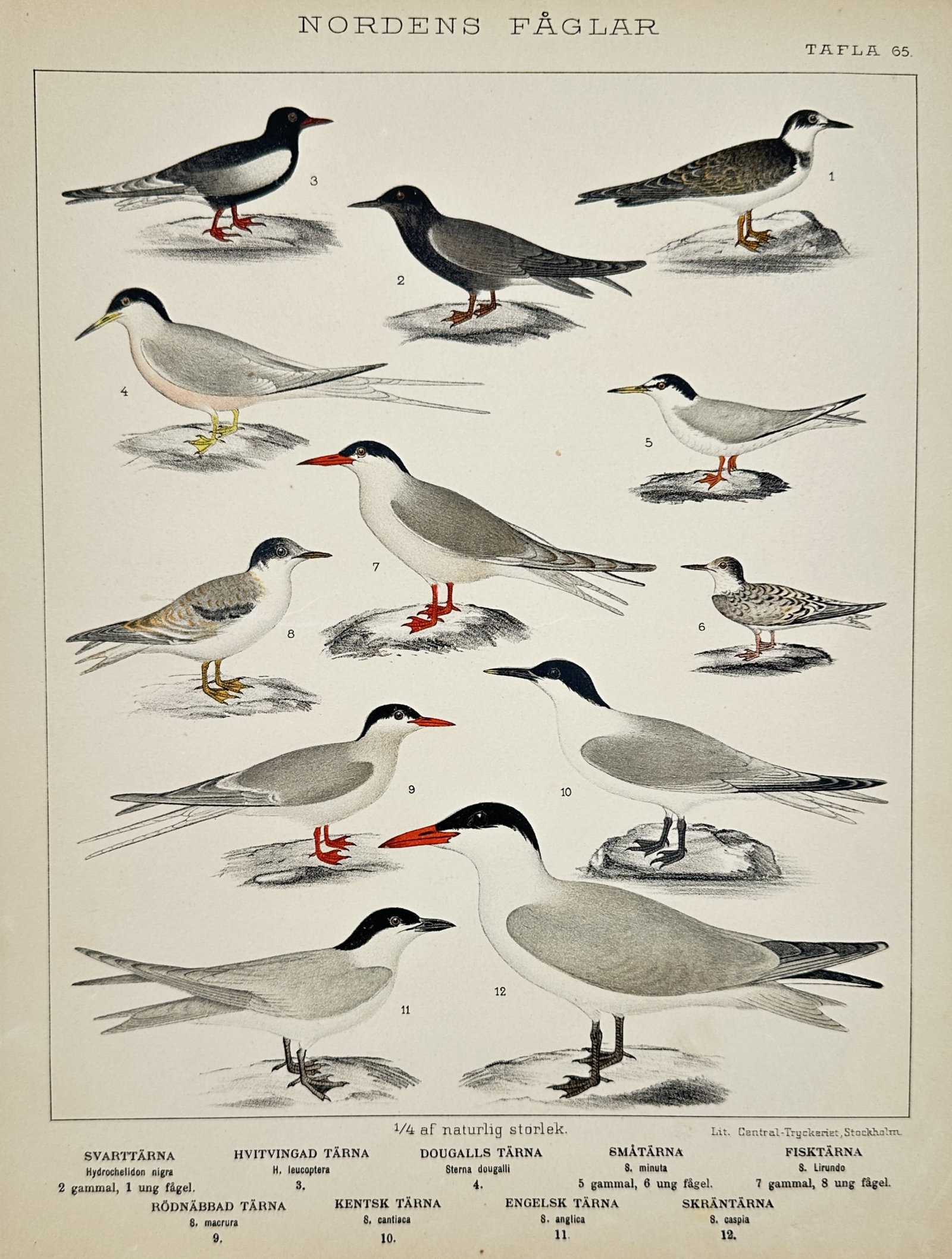 Carl Jakob Sundevall (1801-1875) - Studies of various tern species - Lithograph (1886): "Nordens Fåglar" illustrates various species of terns, including the black tern, white-winged tern, little tern, and common tern, displaying their plumage and physical characteristics. This print ori