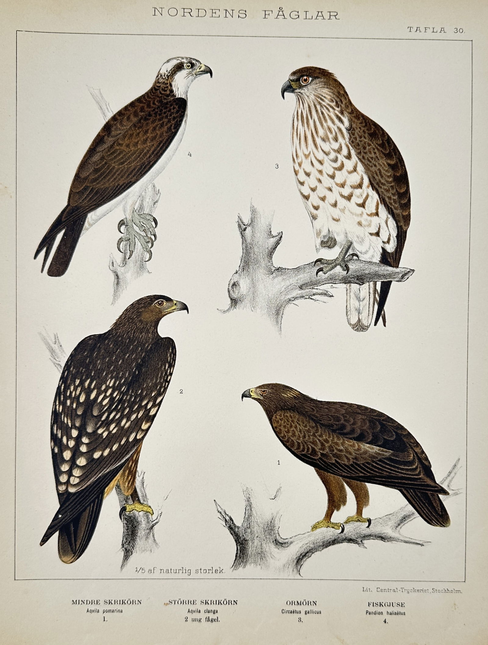 Carl Jakob Sundevall (1801-1875) – Studies of raptors – Lithograph (1886) (1 of 2)