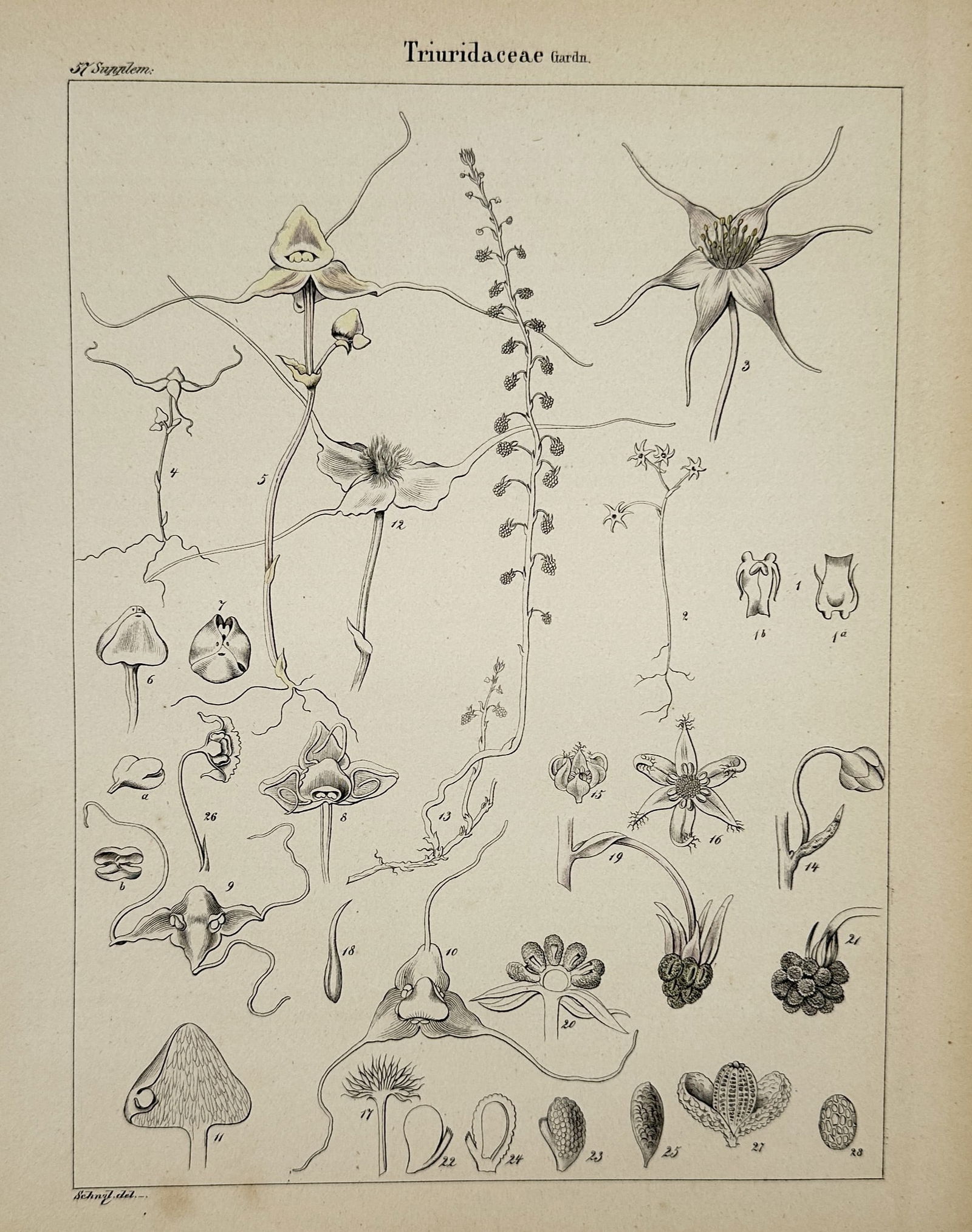 Adalbert Schnizlein (1814-1868) – Triuridaceae Botanical Studies – Lithograph (19th Century) (1 of 2)