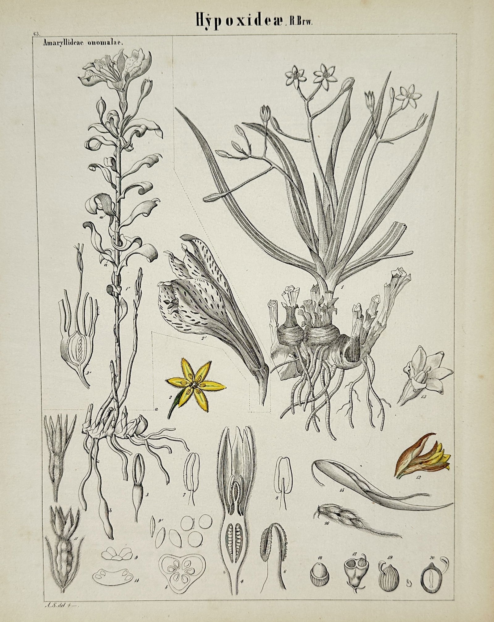 Adalbert Schnizlein (1814-1868) – Hypoxideae R.Br. Botanical Studies – Lithograph (19th Century) (1 of 2)