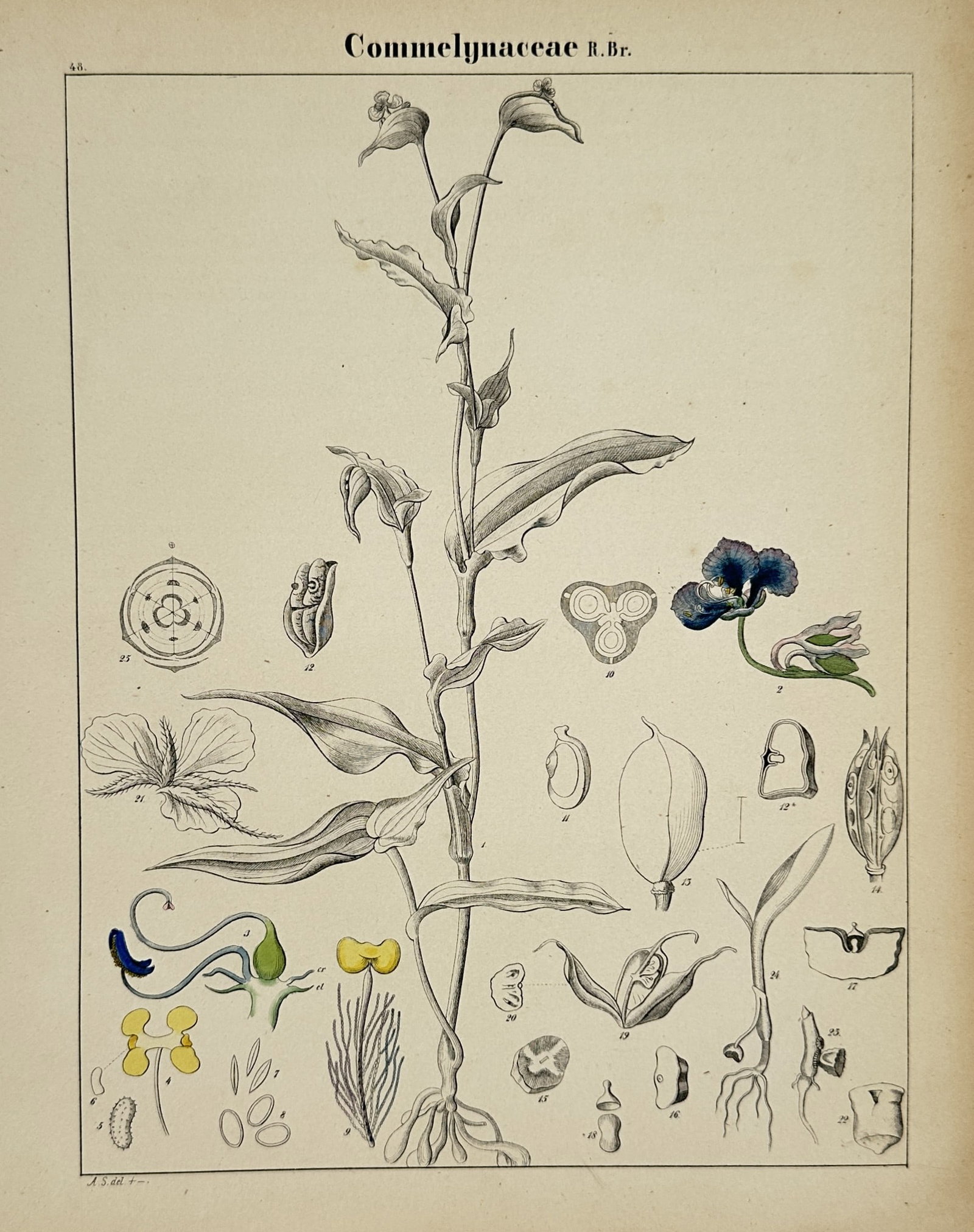 Adalbert Schnizlein (1814-1868) – Commelynaceae Botanical Studies – Lithograph (19th Century): "Commelynaceae R.Br." depicts the botanical morphology of plants within the Commelynaceae family, illustrating leaves, flowers, seeds, and root structures. This work is a detailed botanical plate crea