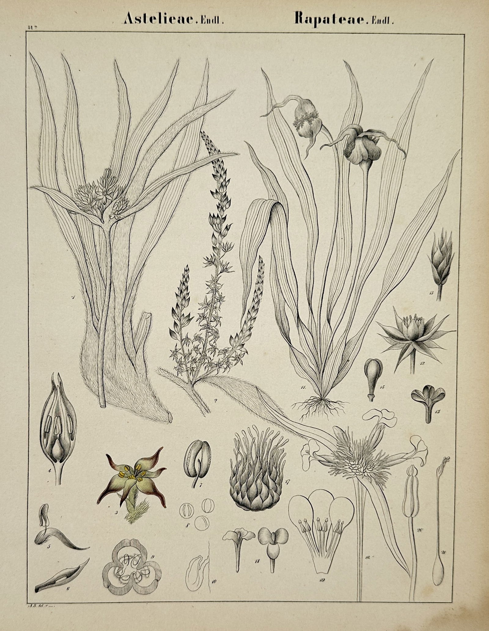 Adalbert Schnizlein (1814-1868) – Botanical Studies of Astelieae and Rapateae – Lithograph (1 of 2)