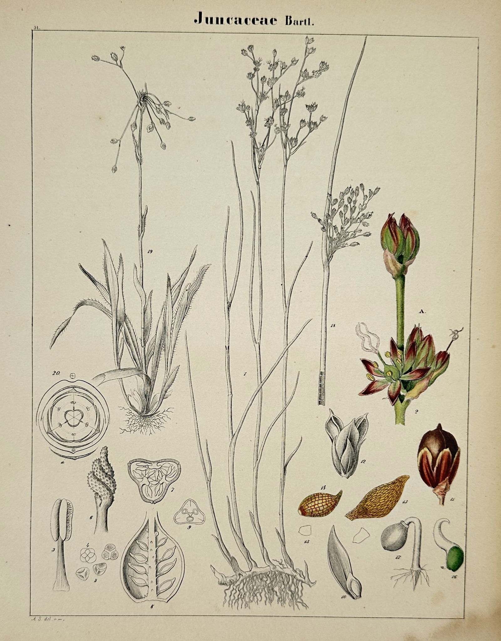 Adalbert Schnizlein (1814-1868) – Juncaceae Botanical Studies – Hand-coloured lithograph (1 of 2)