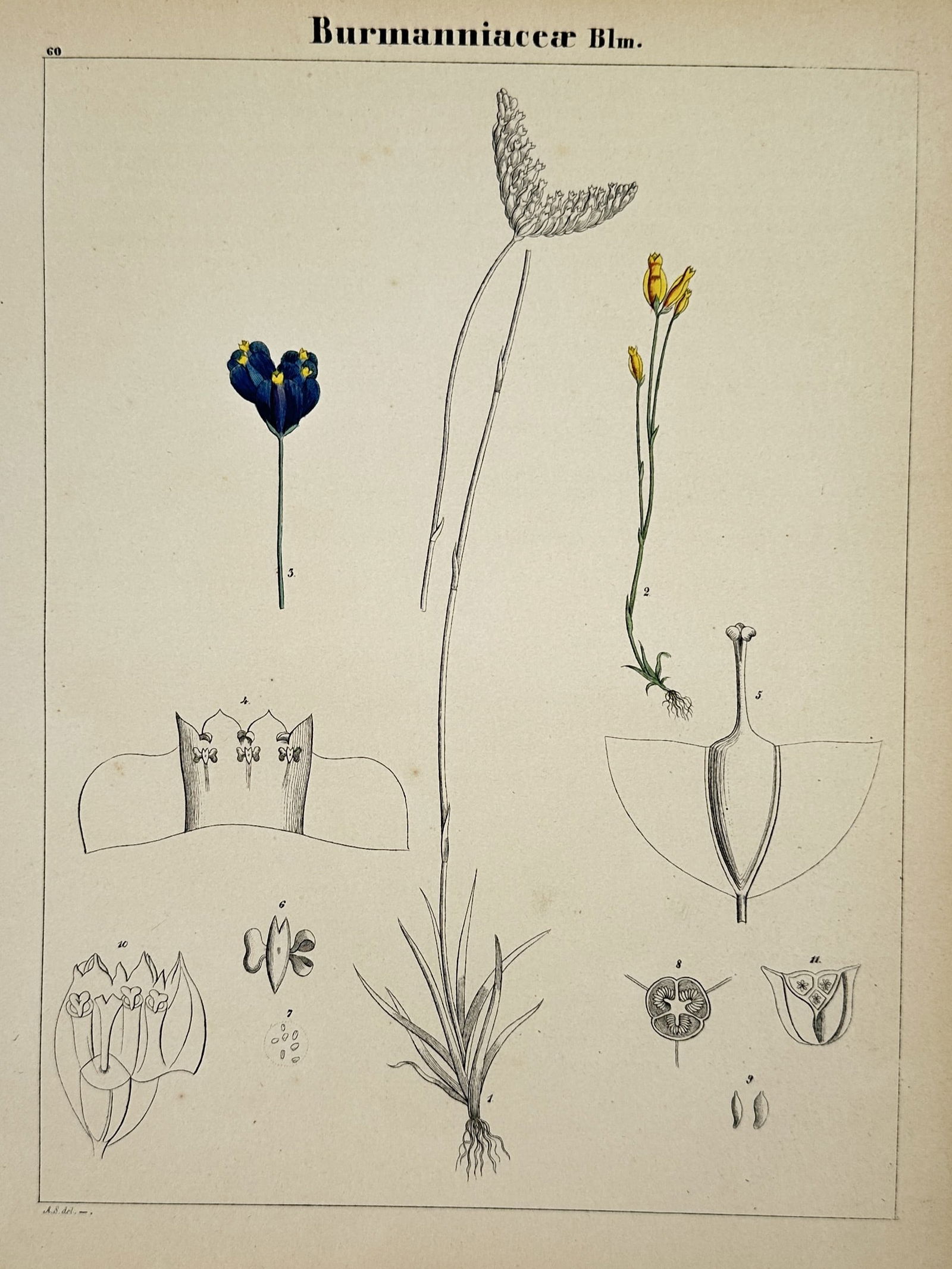 Adalbert Schnizlein (1814-1868) – Burmanniaceae Botanical Studies – Hand-coloured lithograph (1 of 2)