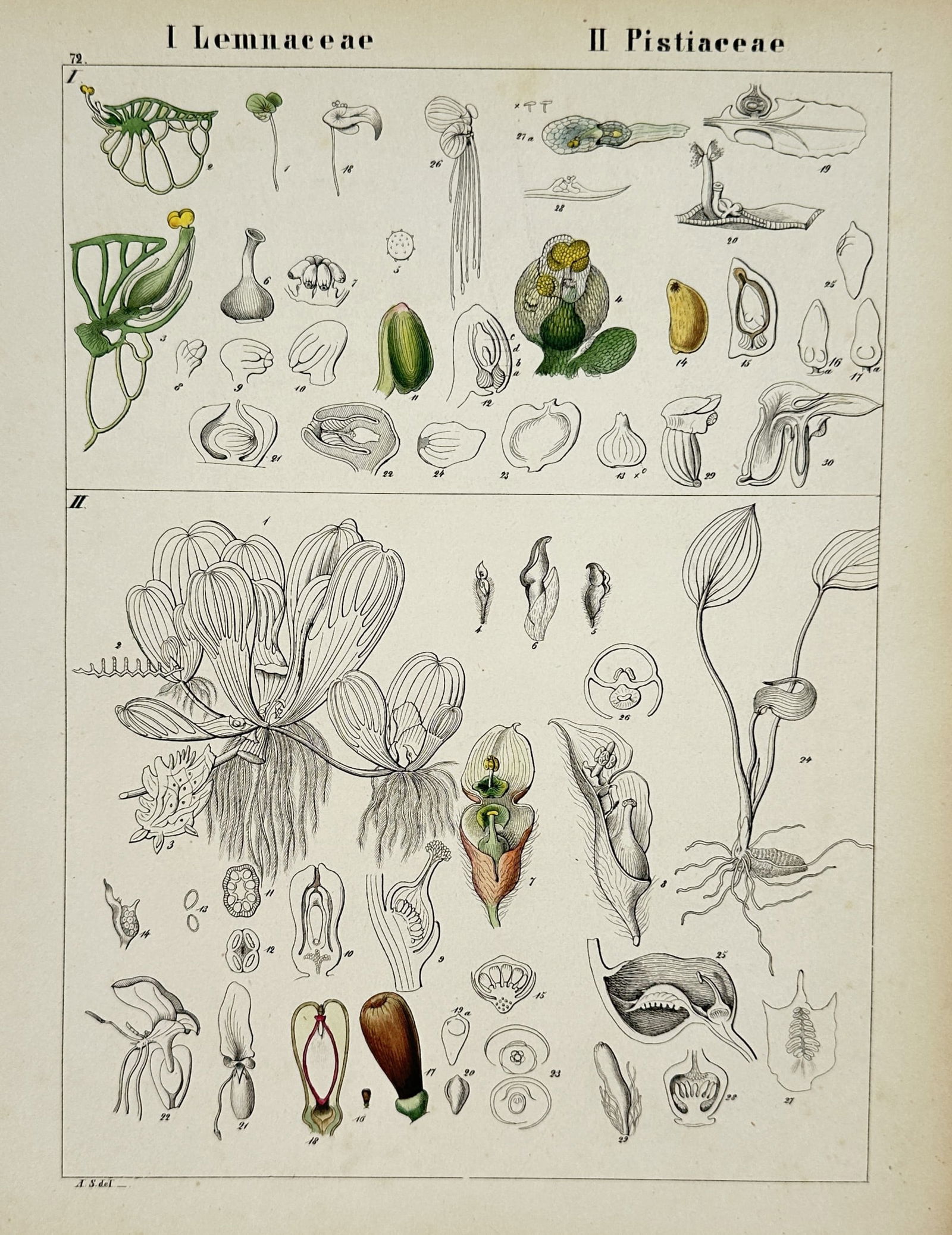 Adalbert Schnizlein (1814-1868) – Botanical Studies of Lemnaceae and Pistiaceae – Lithograph (1 of 2)
