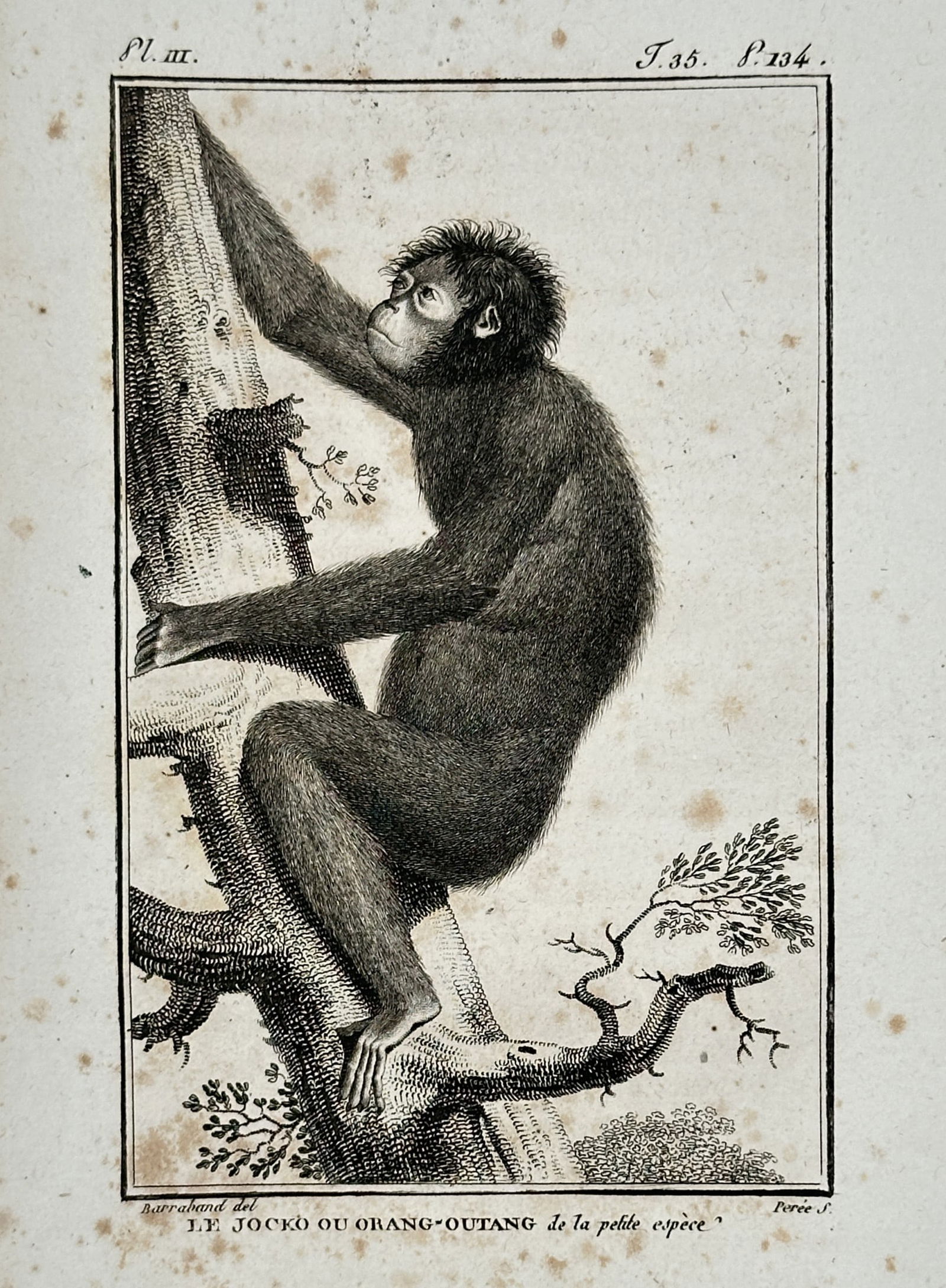 Georges-Louis Leclerc, Comte de Buffon (1707-1788) – Study of a Jocko or Orangutan – Engraving (1 of 2)