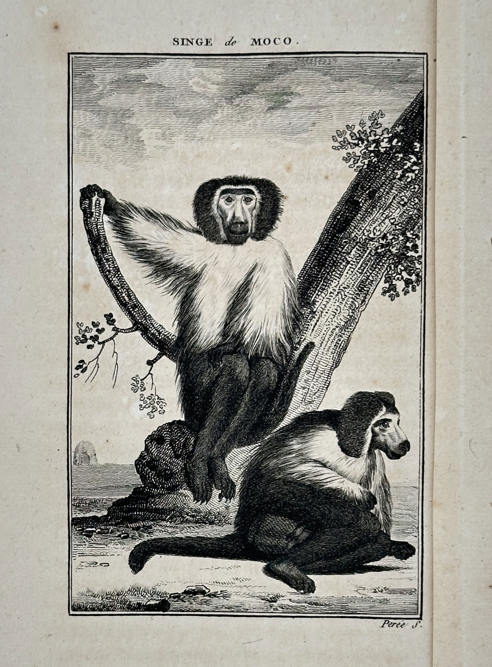 Georges-Louis Leclerc, Comte de Buffon (1707-1788) – Study of Moco Monkeys – Engraving (1 of 2)