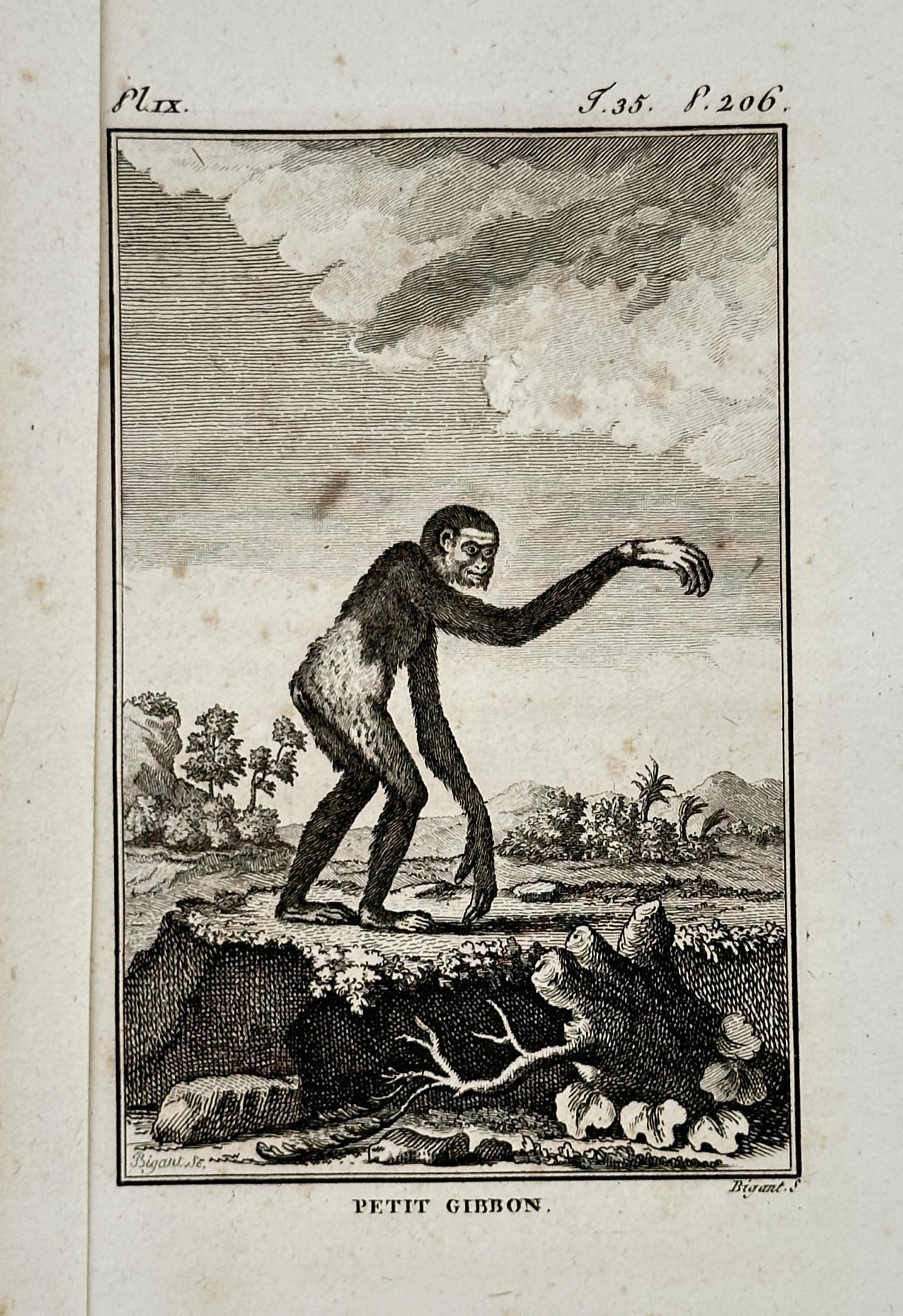 Georges-Louis Leclerc, Comte de Buffon (1707-1788) – Study of a Petit Gibbon – Engraving: Petit Gibbon illustrates a small primate with elongated arms standing on a natural outcrop. This engraving originates from the Histoire Naturelle, generale et particuliere, published in Paris. Georges