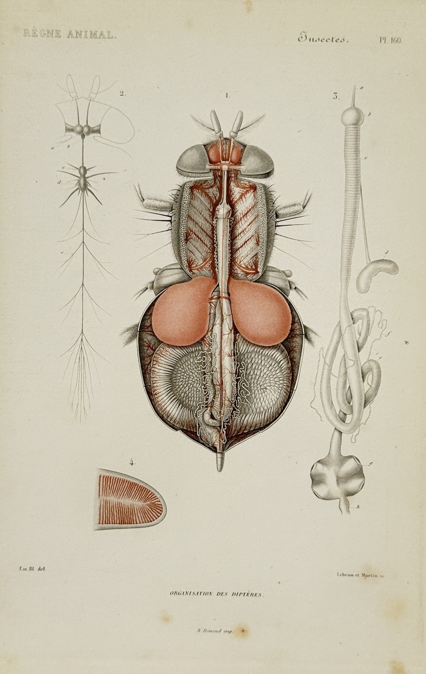 Georges Cuvier (1769-1832) – Study of Dipteran Organization – Hand-coloured engraving (1836): Organisation des Dipteres displays the internal anatomy and organizational structure of a dipteran, focusing on the digestive system and overall morphology. This plate originates from the influential 