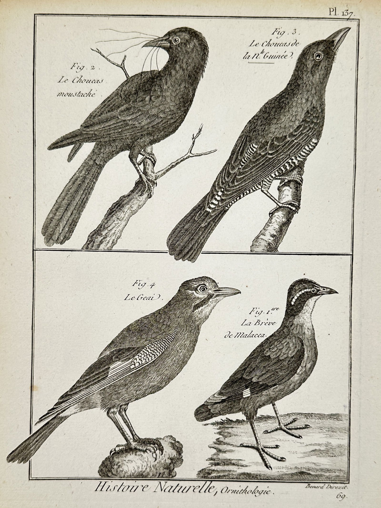 Robert Benard (1734-1777) – View of Various Bird Species including Jays and Pittas – Engraving (1 of 2)