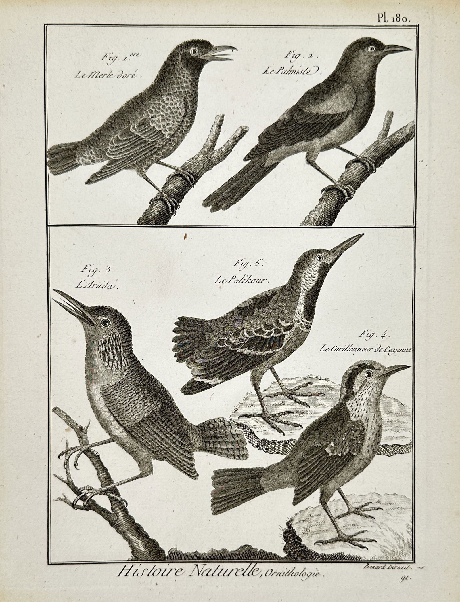 Robert Benard (1734-1777) – View of Bird Species including the Golden Thrush and Cayenne Wren (1 of 2)