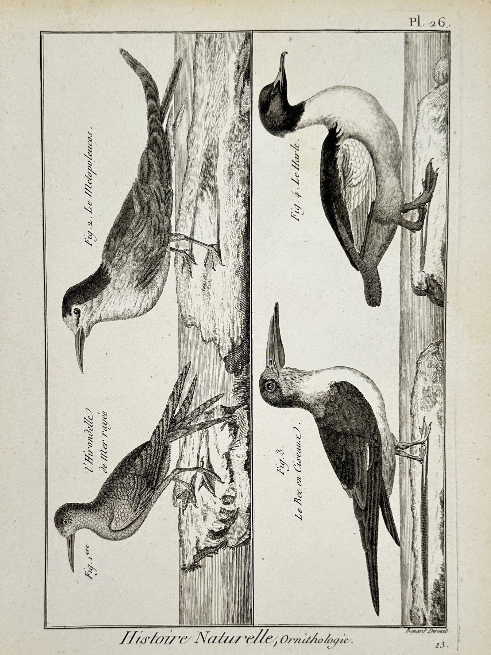 Robert Benard (1734-1777) – View of Maritime Birds – Engraving (18th Century): "Histoire Naturelle, Ornithologie" illustrates aquatic bird species including the striped tern, metopoleucos, skimmer, and merganser. This engraving originates from the ornithological volumes of the H