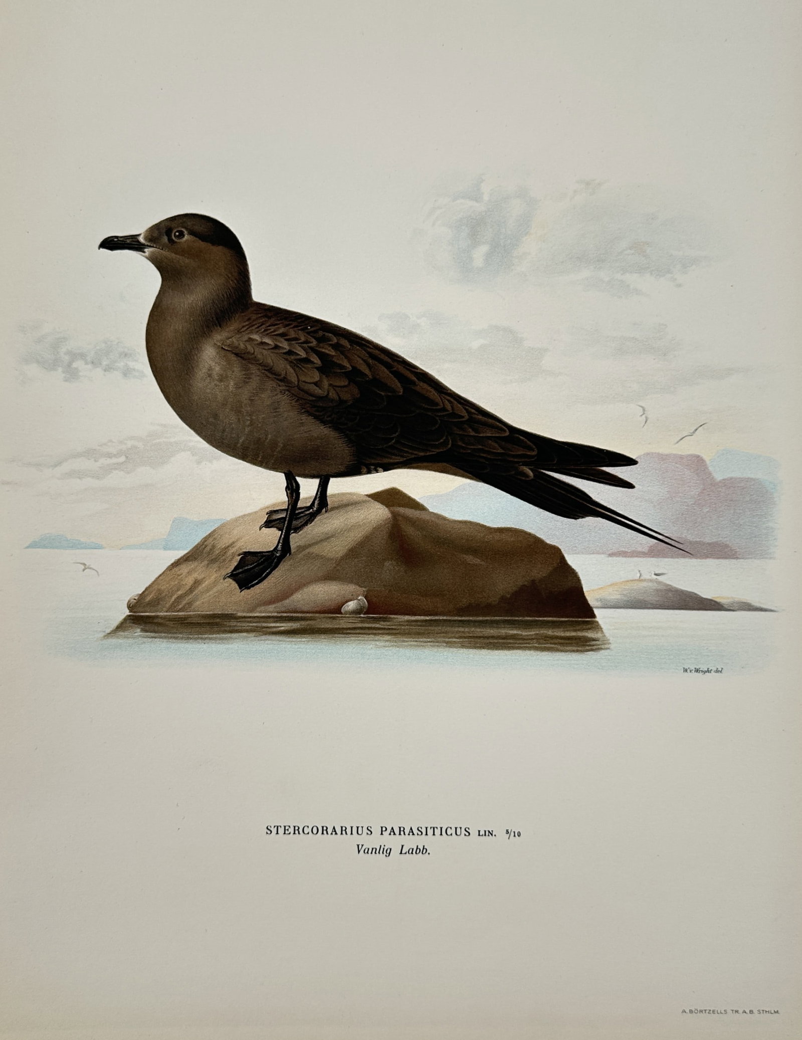 Magnus von Wright (1805-1868) – Study of an Arctic Skua – Lithograph (1920s): "Stercorarius parasiticus" depicts an Arctic Skua, a seabird belonging to the jaeger family, standing on a rock set against a coastal backdrop. The lithograph is from the series Svenska Foglar, publis
