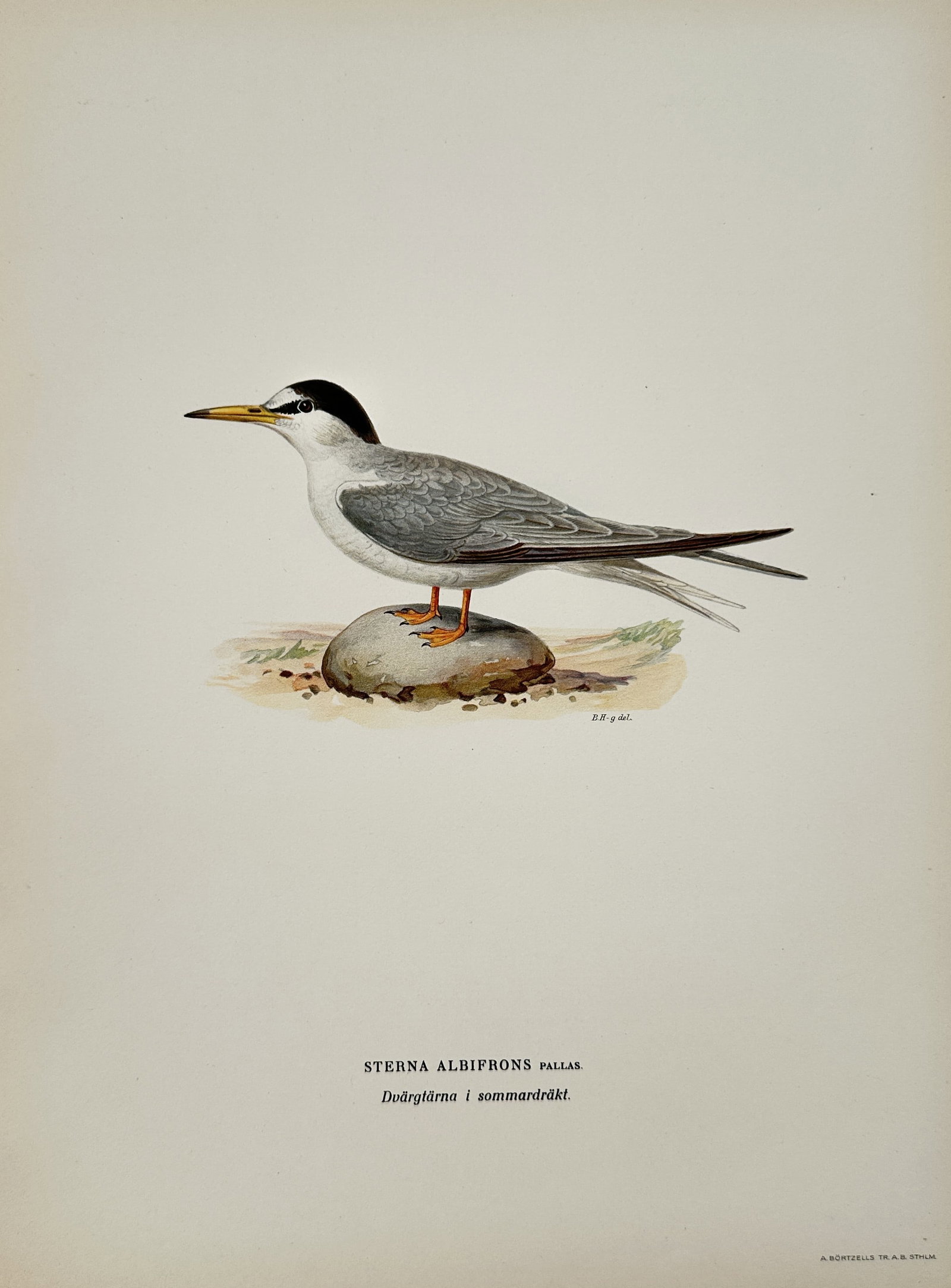 Magnus von Wright (1805-1868) – Study of a Little Tern – Lithograph (1920s): Sterna albifrons depicts the little tern in summer plumage, standing on a stone. The lithograph is from the series Svenska Foglar, published in Stockholm, which provides comprehensive illustrations of