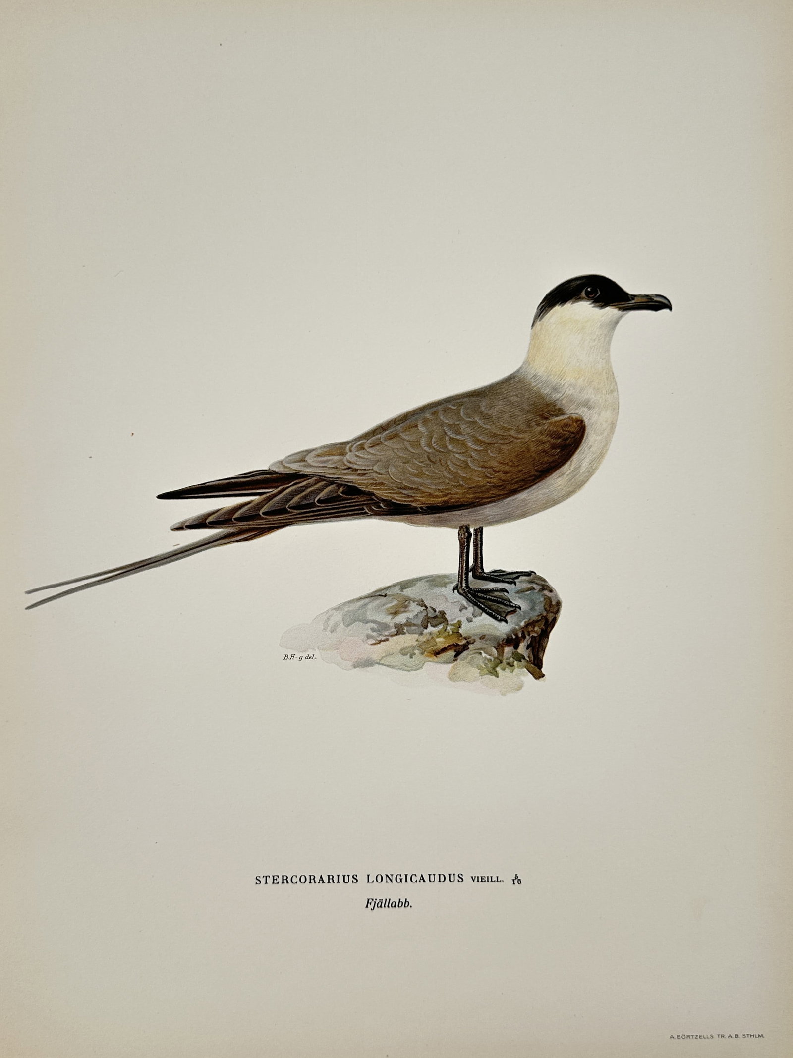 Magnus von Wright (1805-1868) - Arctic and Scandinavian bird life - Lithographs (20th Century): Portray specific bird species, including the Arctic skua and the little tern, characterized by accurate anatomical depictions. It's a part of the publication Svenska Foglar, which documented Nordic av