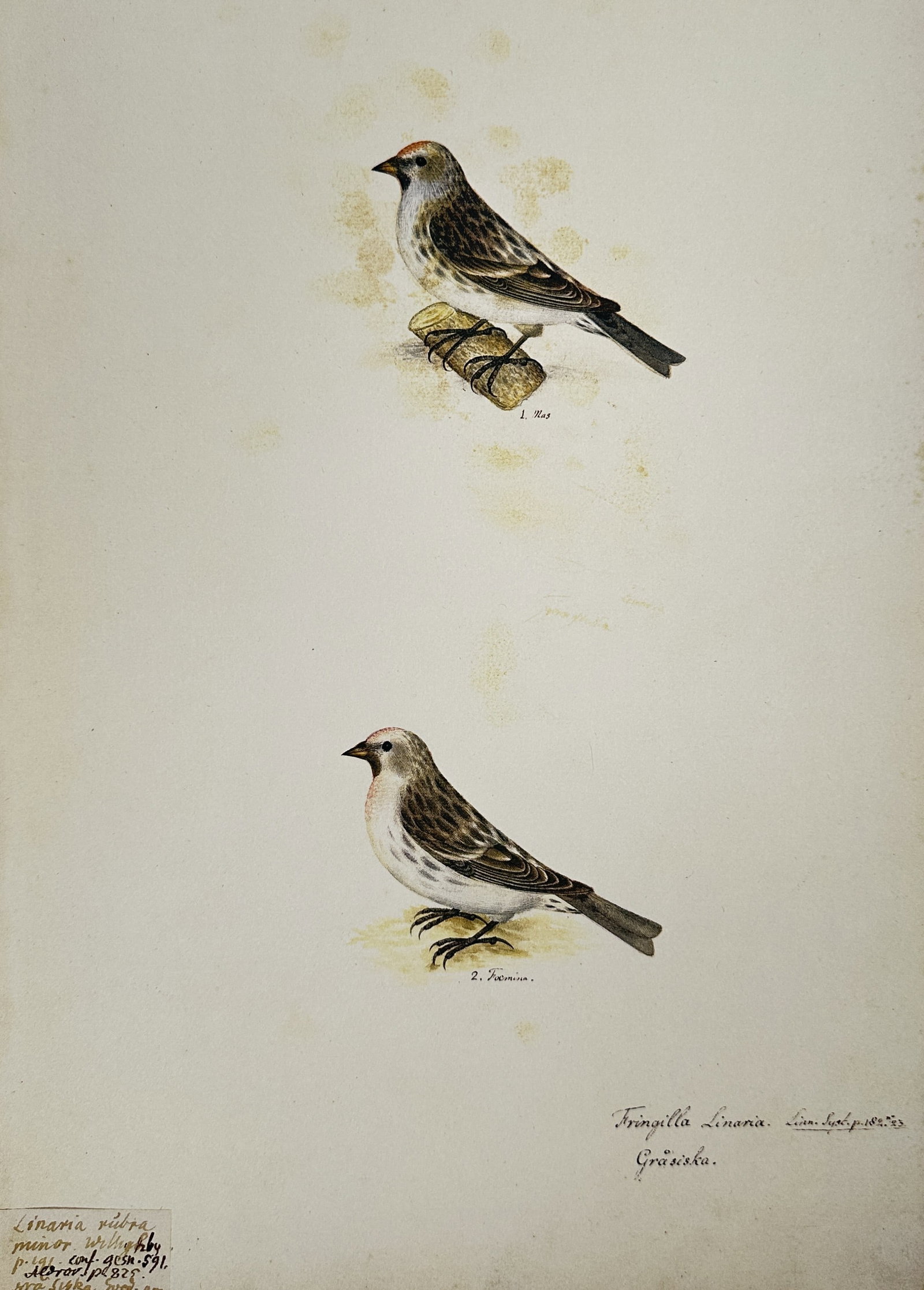 Olof Rudbeck the Younger (1660-1740), after – Study of the Lesser Redpoll – Facsimile print: Fringilla Linaria depicts two lesser redpolls perched on branches. This work is a facsimile of an ornithological study originally intended for the unpublished natural history collection Fugum Regni Sv