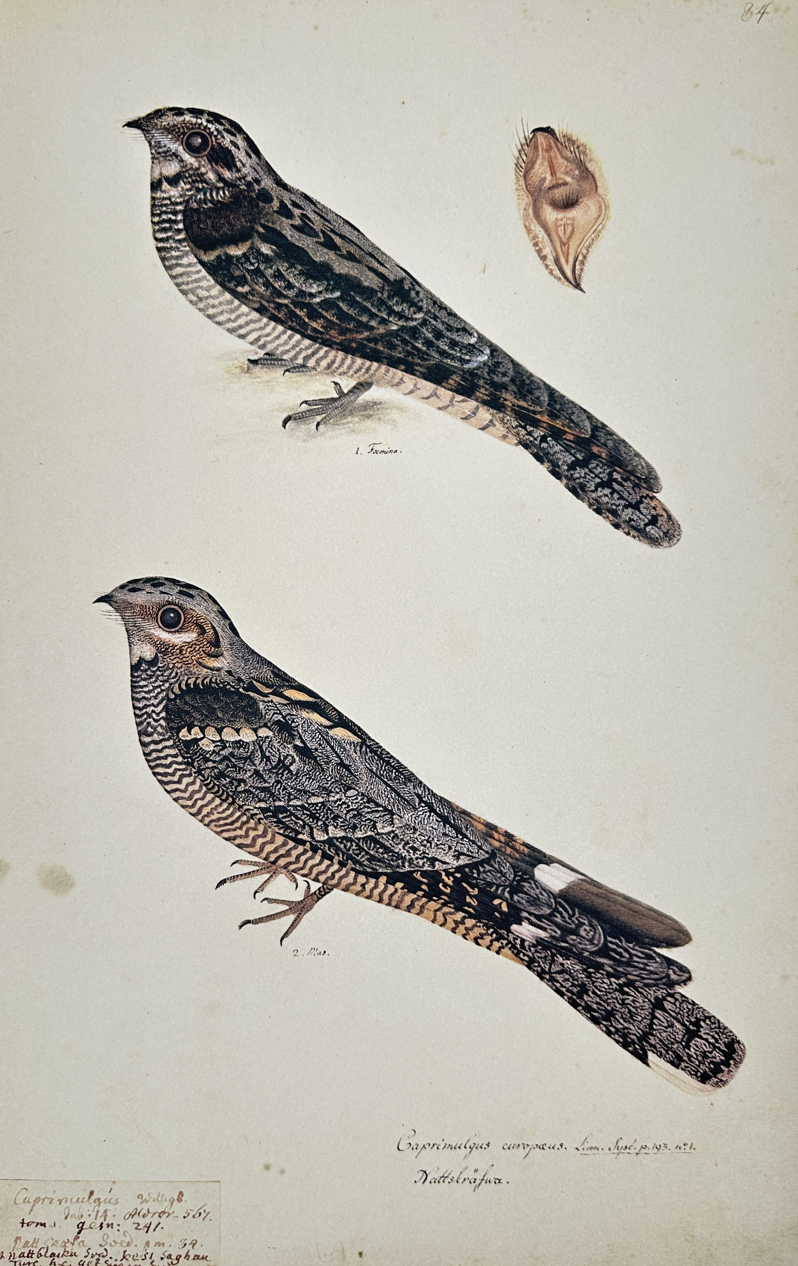 Olof Rudbeck the Younger (1660-1740), after – Study of the European Nightjar – Facsimile print (1 of 2)