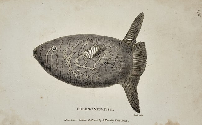George Shaw (1751–1813) – Oblong Sun-Fish – Engraving (1804): "Oblong Sun-Fish" presents a natural history study of the species Ranzania laevis, characterized by its distinctive truncated body and high dorsal and anal fins. The work illustrates the fish in profi