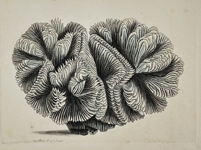 Frederick Nodder (active 1770–1800) – Natural History Study of Brain Coral – Engraving: "Brain Coral" illustrates a detailed specimen of coral, Meandrina, characterized by its complex, winding ridges and deep valleys that resemble the convolutions of a human brain. The engraving utilizes