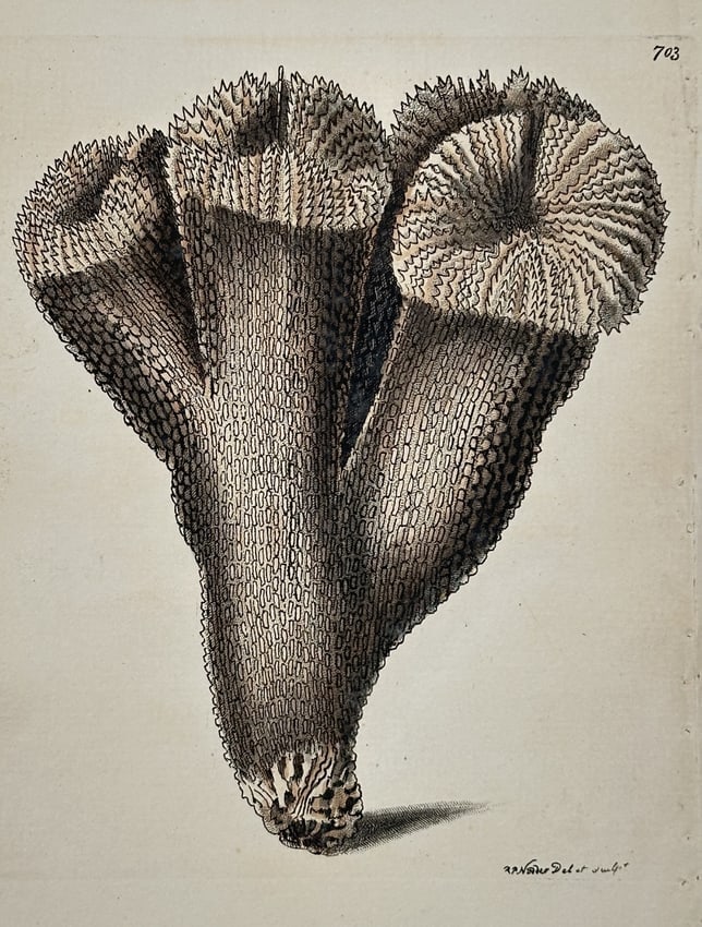 Frederick Nodder (active 1770–1800) – Natural History Study of Muricated Madrepore: "Muricated Madrepore" presents a detailed botanical and zoological study of a stony coral specimen, of the genus Acropora. The work illustrates a robust, branching structure with three prominent upwar