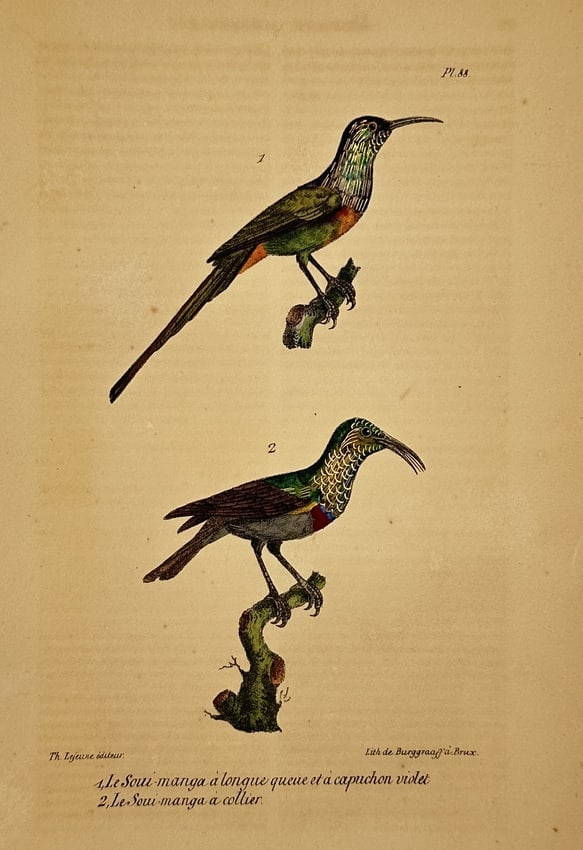 George-Louis Leclerc, Comte de Buffon – Ornithological Study of the Souimanga: "Le Soui-manga à longue queue et à capuchon violet" and "Le Soui-manga à collier" presents a comparative study of two sunbird species, noted for their curved bills and vibrant plumage. The upper fi