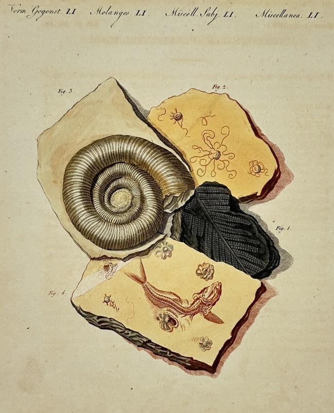 Friedrich Justin Bertuch (1747-1822) – Miscellaneous Fossils – Hand-coloured engraving: "Verm. Gegenst. LI. Melanges LI. Miscell. Subj. LI. Miscellanea LI." This print depicts a variety of paleontological specimens, including a large spiral ammonite, fossilized fish remains, and plant im
