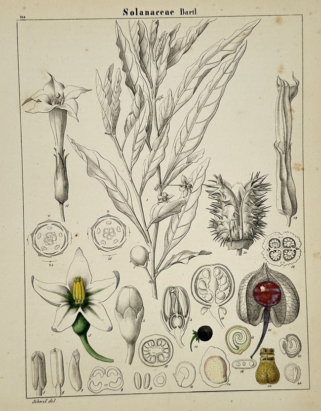 Adalbert Schnizlein (1814–1868) – Botanical Study of Solanaceae – Hand-coloured: "Solanaceae Bartl." This hand-coloured engraving presents a comprehensive botanical analysis of the Solanaceae family, commonly known as nightshades. The composition features a central primary illustr