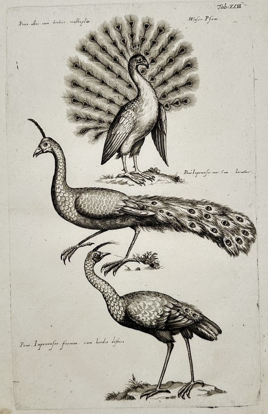 Jan Jonston (1603–1675) – Three Studies of Peacocks – Engraving (1650): "Pavo albus cum crista multiplici. Weiser Pfau. Pavo Japonensis mas cum cauda. Pavo Japonensis foemina cum hordeo depicta." This engraving presents three distinct depictions of peacocks, showcasing va