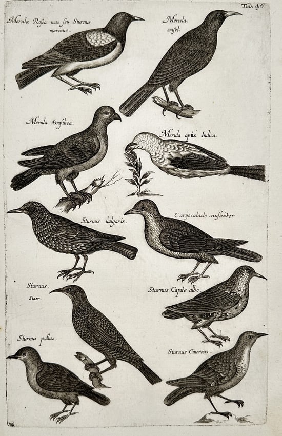 Jan Jonston (1603–1675) – Studies of Starlings and Blackbirds – Engraving (1650) (1 of 2)