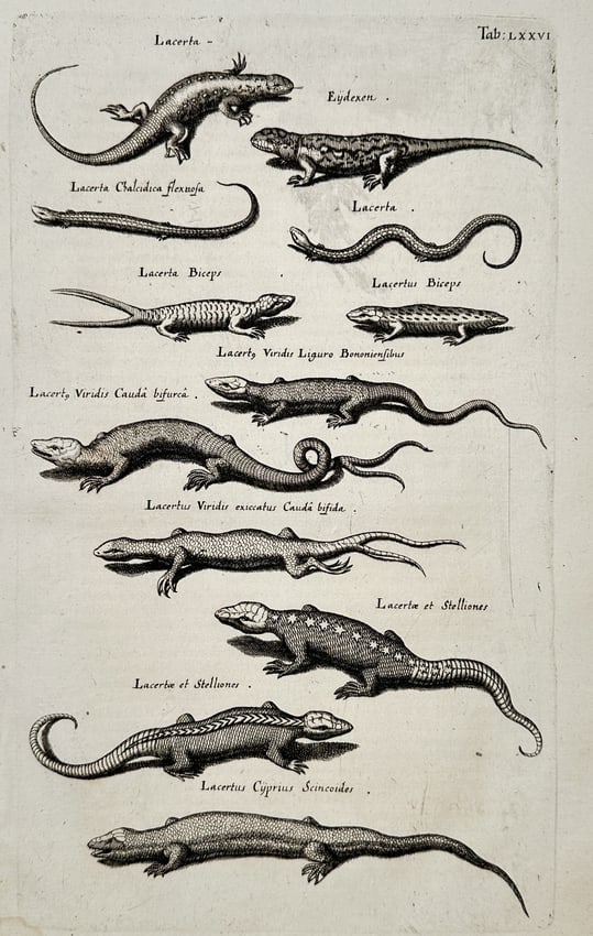 Jan Jonston (1603–1675) – Studies of Lizards and Skinks – Engraving (1650) (1 of 2)