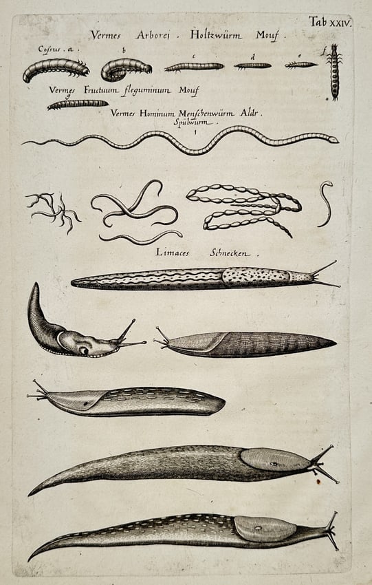 Jan Jonston (1603–1675) – Studies of Slugs and Parasitic Worms – Engraving (1650): "Vermes Arborei Holtzwürm Mouf. Vermes Fructuum leguminum Mouf. Vermes Hominum Menschenwürm Aldr. Spulwürm. Limaces Schnecken." This engraving presents a dual-themed zoological study divided into t
