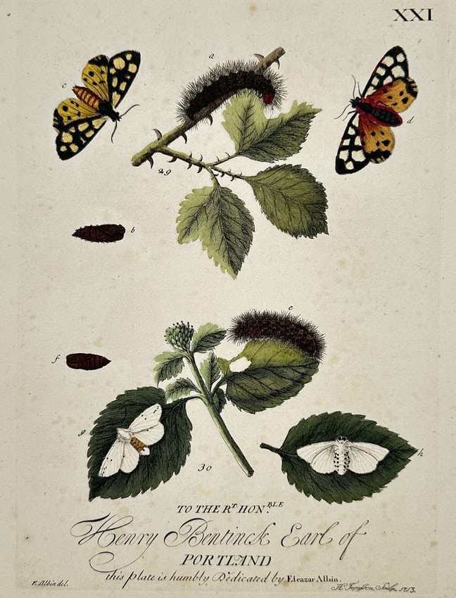 Eleazar Albin (Active 1713–1759) – Studies of Moths and Caterpillars on Rose and Bramble (1 of 2)