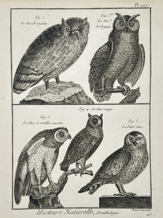 Robert Benard (1734-1785) – Ornithology Owls – Engraving (1771): "Histoire Naturelle, Ornithologie" This engraving presents a study of five owl species characterized by their distinct facial discs and plumage patterns. The upper register features the Great Horned O