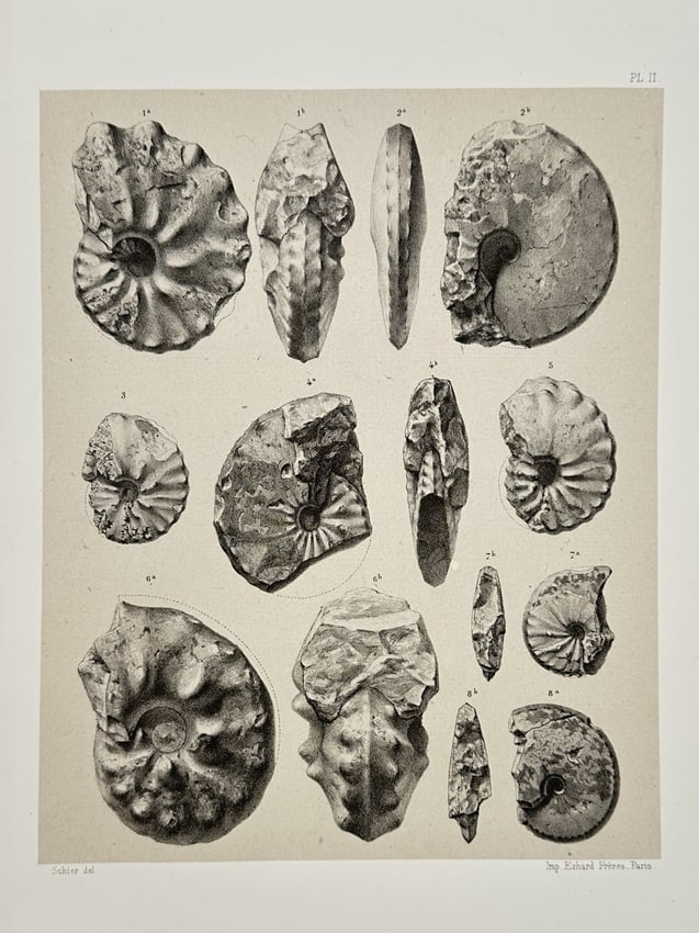 Erhard Frères – Paleontological Study of Ammonites – Lithograph (1894): "Paleontological Study of Ammonites" presents a scientific grouping of prehistoric cephalopod fossils, illustrating various spiral structures and surface textures from multiple perspectives. This plat