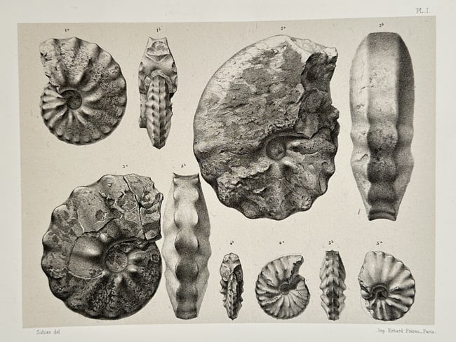 Erhard Frères – Scientific Illustration of Ammonite Specimens – Lithograph (1894): Scientific Illustration of Ammonite Specimens presents a detailed arrangement of prehistoric cephalopod fossils, showing various spiral shells from multiple angles to document their specific geologica