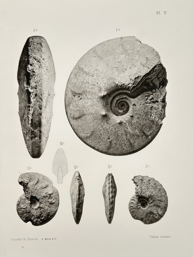 Erhard Frères – Paleontological Illustrations of Ammonite Fossils – Lithograph (1894): "Paleontological Illustrations of Ammonite Fossils" provides a comprehensive visual catalog of prehistoric cephalopod specimens, documenting the diverse spiral structures and ribbed surface textures o